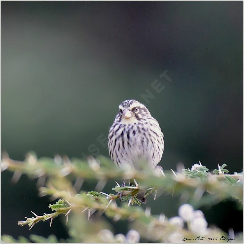 Streaky Seedeater