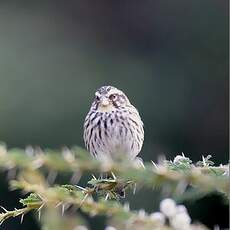 Serin strié