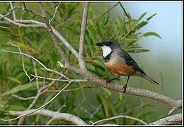 Rufous Whistler