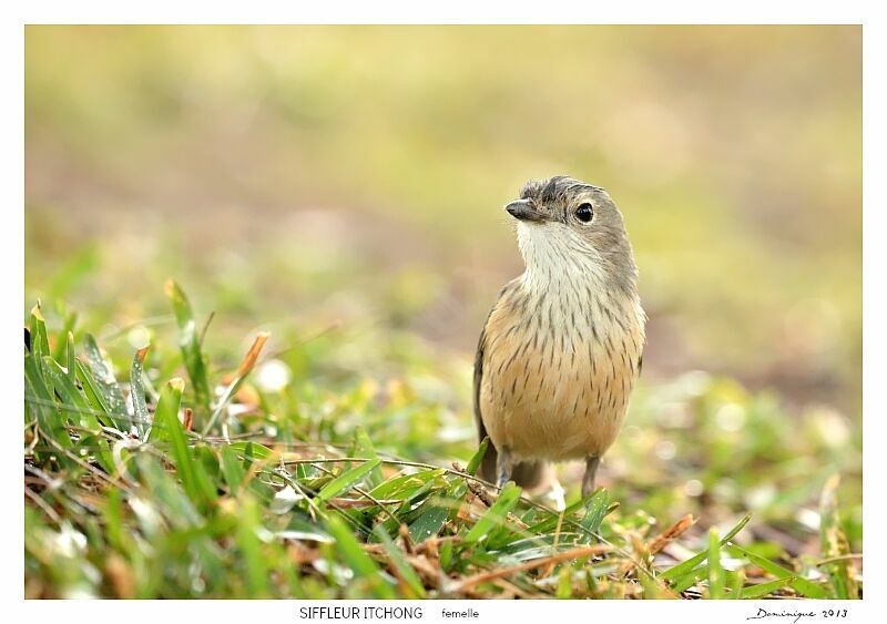 Rufous Whistler