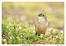 Rufous Whistler