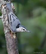 White-breasted Nuthatch