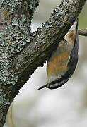 Red-breasted Nuthatch