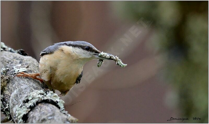 Eurasian Nuthatch