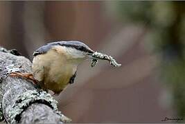 Eurasian Nuthatch