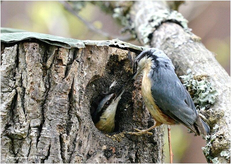 Eurasian Nuthatch