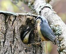 Eurasian Nuthatch