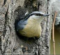 Eurasian Nuthatch