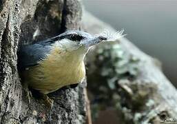 Eurasian Nuthatch