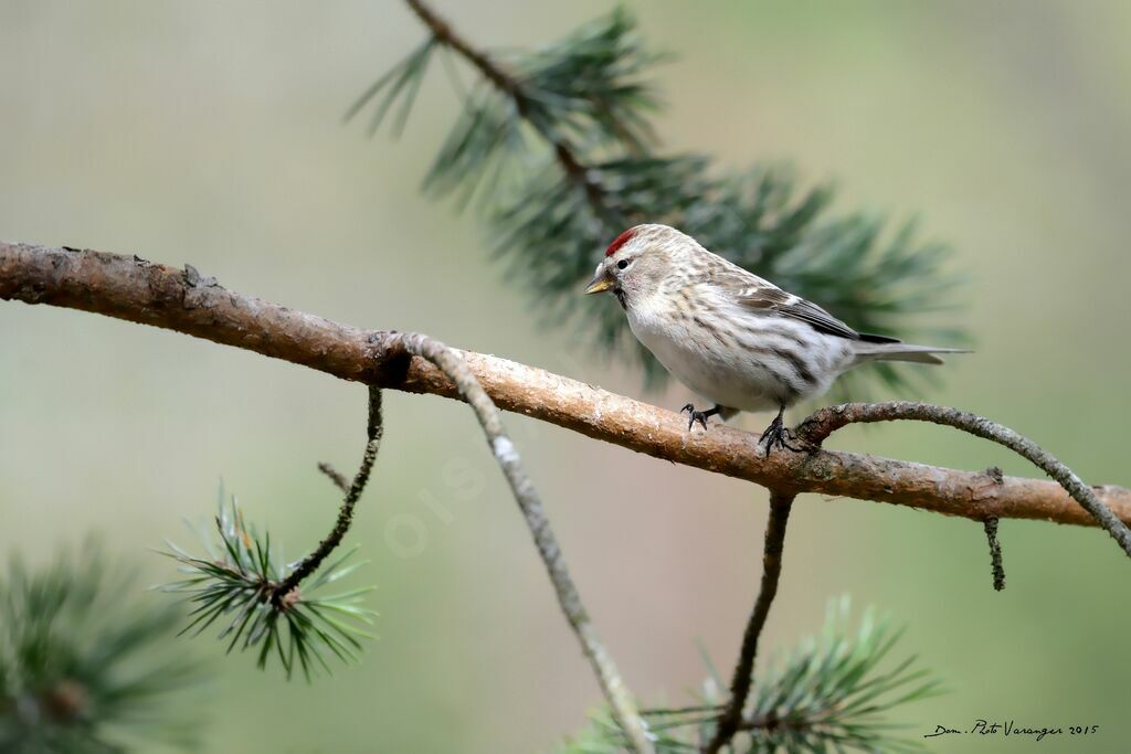 Common Redpoll