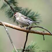 Common Redpoll