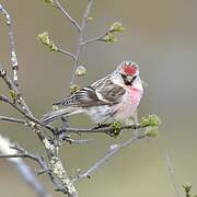 Common Redpoll