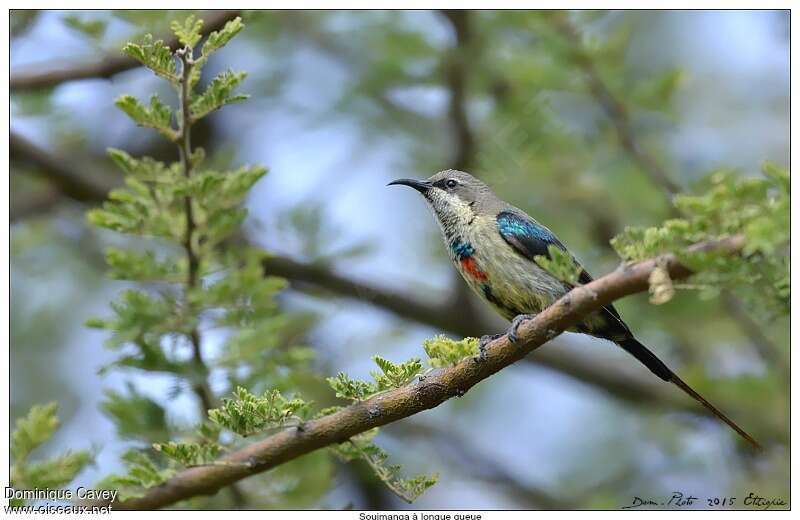 Beautiful Sunbird male adult transition, identification