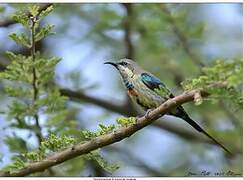 Beautiful Sunbird