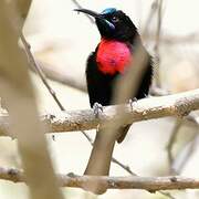 Scarlet-chested Sunbird