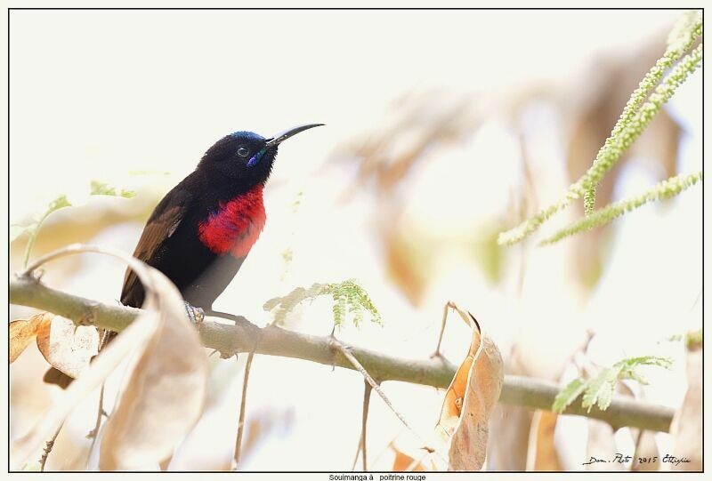 Scarlet-chested Sunbird