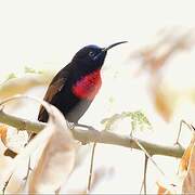 Scarlet-chested Sunbird