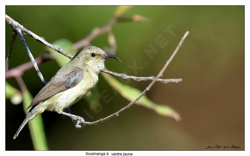 Variable Sunbird female adult