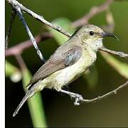 Variable Sunbird