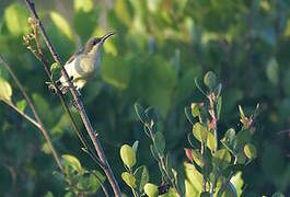 Loten's Sunbird