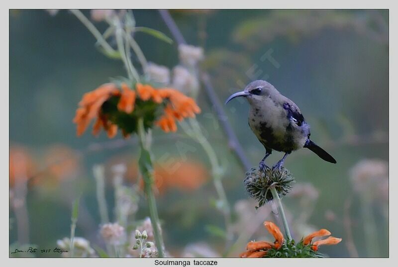 Tacazze Sunbird