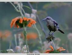 Tacazze Sunbird