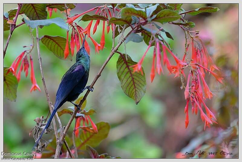 Tacazze Sunbird male adult, habitat, eats