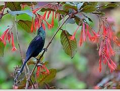 Tacazze Sunbird