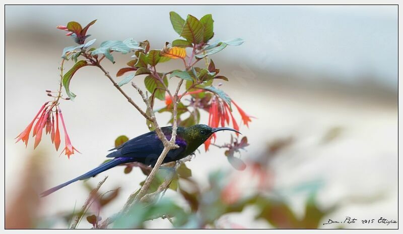 Tacazze Sunbird