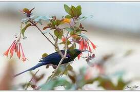 Tacazze Sunbird