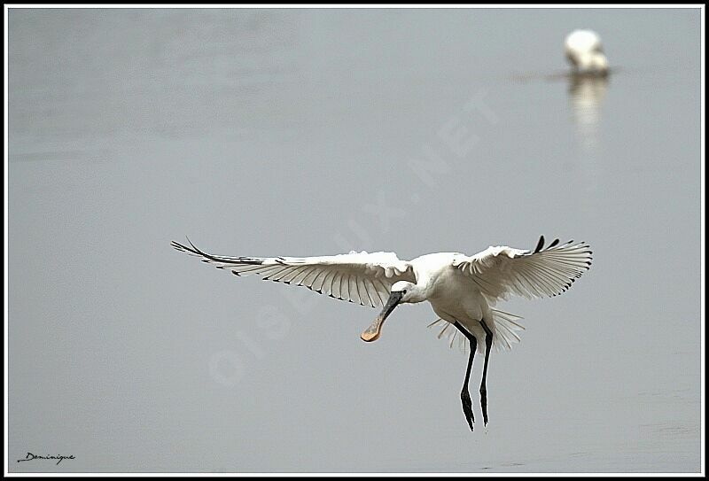 Eurasian Spoonbill