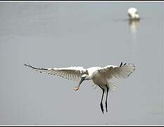 Eurasian Spoonbill