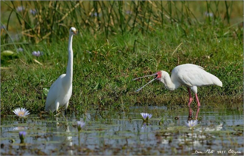 African Spoonbill