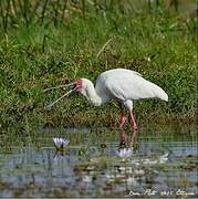 African Spoonbill