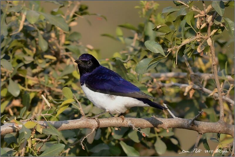 Violet-backed Starling