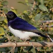 Violet-backed Starling