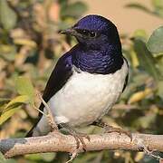 Violet-backed Starling