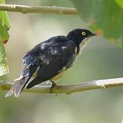 Sharpe's Starling