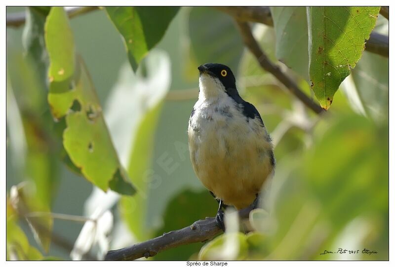 Sharpe's Starling