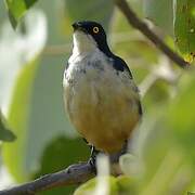 Sharpe's Starling