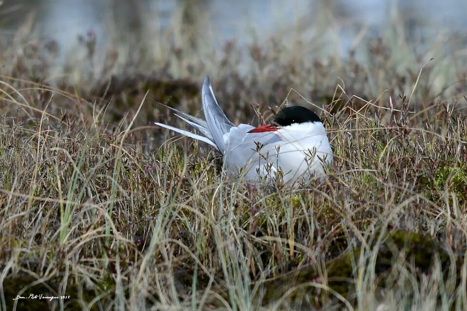 Arctic Tern