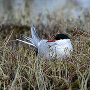 Arctic Tern