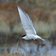 Arctic Tern