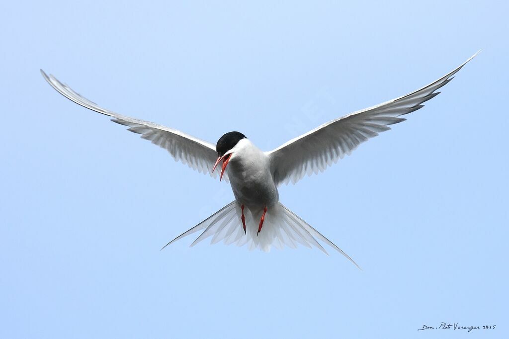 Arctic Tern