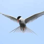 Arctic Tern