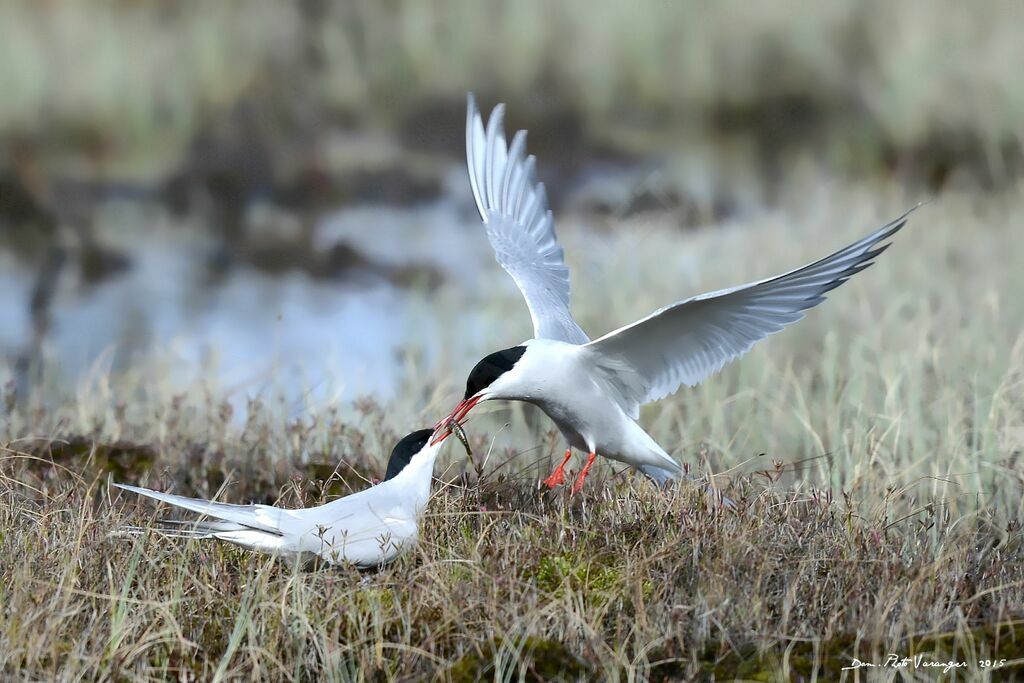 Arctic Tern