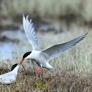 Arctic Tern