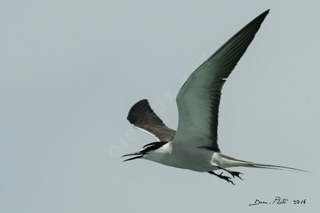 Bridled Tern