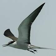 Bridled Tern