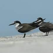 Bridled Tern